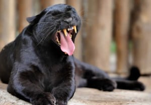 cosas-que-rugen-soy-cougar