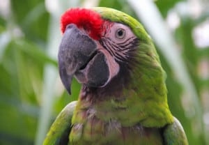 regresara-guacamaya-verde-a-el-triunfo