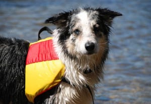 Perros de salvación