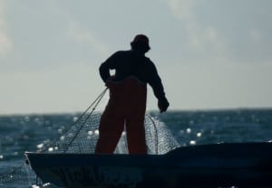 vaquita 1