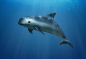 vaquita 2
