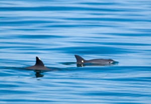 vaquita 3