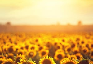 EQUINOCCIO-PRIMAVERA