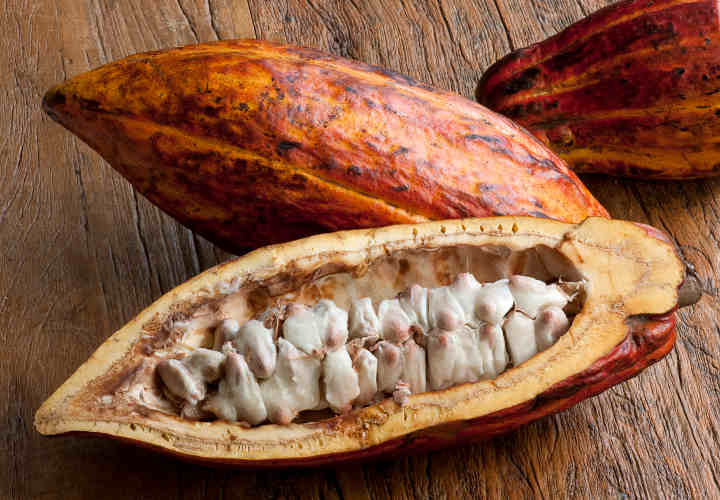 Cacao