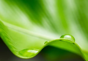 Por-que-ser-verde