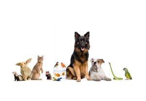 7-cosas-que-tu-mascota-dice-sobre-tu-personalidad