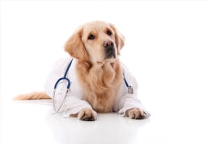 Cada-cuanto-ir-al-veterinario