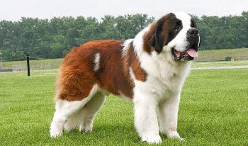 PERROS_SanBernardo