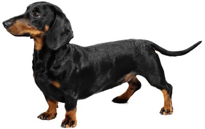 PERROS_daschund