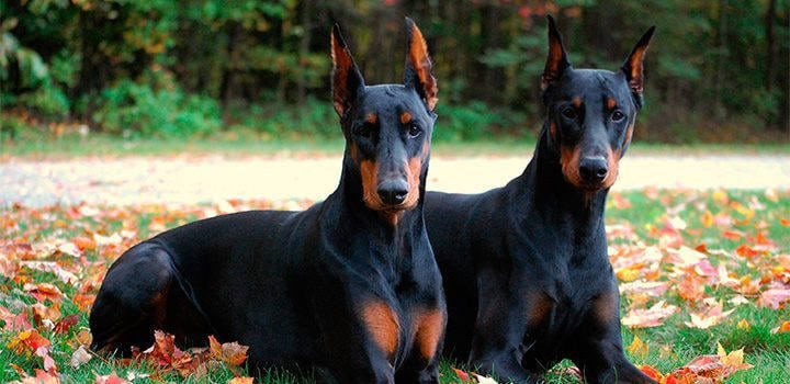 PERROS_doberman