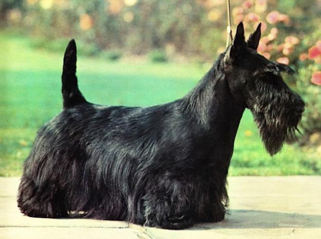 PERROS_terrierescoces