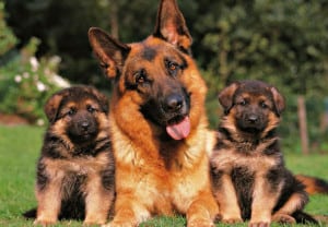 Razas-perros