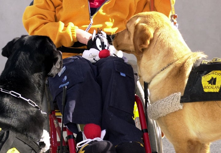 los_perros_tambien_trabajan