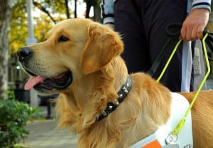 los_perros_tambien_trabajan1