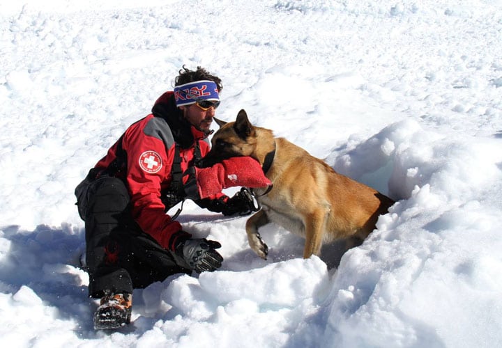 los_perros_tambien_trabajan_6