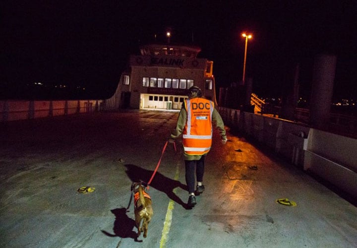 los_perros_tambien_trabajan_8