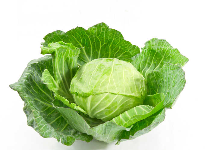 cabbage on white background
