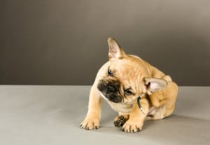 Las-mascotas-de-tus-mascotas