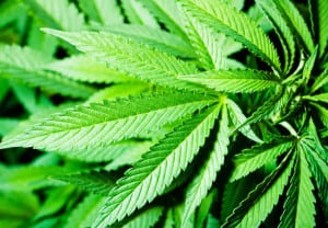 Marihuana-consumo-recreativo-sin-daños