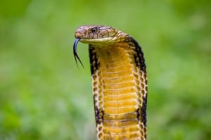 animales venenosos