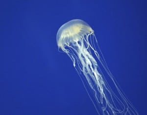 animales venenosos
