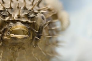 Puffer Fish