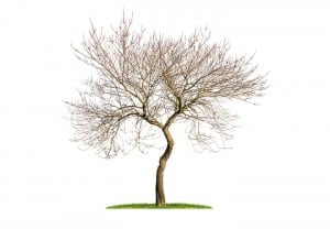 arbol-seco