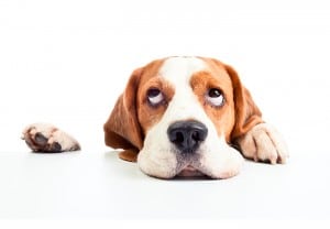 lo que tu perro odia