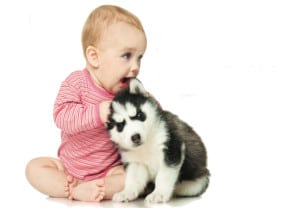que-hacer-si-tu-mascota-no-acepta-al-bebe