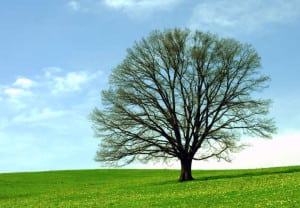 Green field and a lonely tree