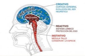cerebro 1