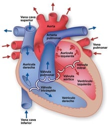 corazon1