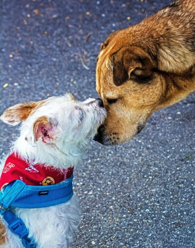 datos curiosos sobre los perros
