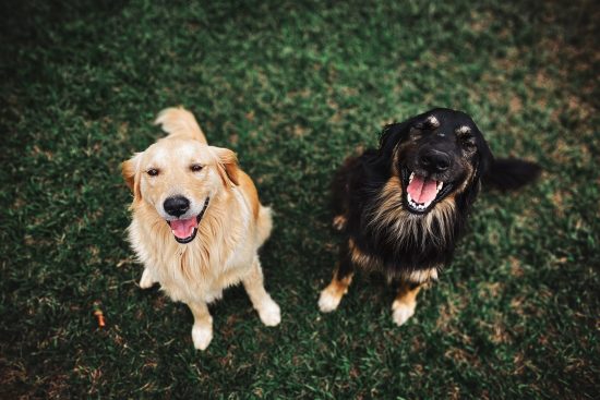 datos curiosos sobre los perros