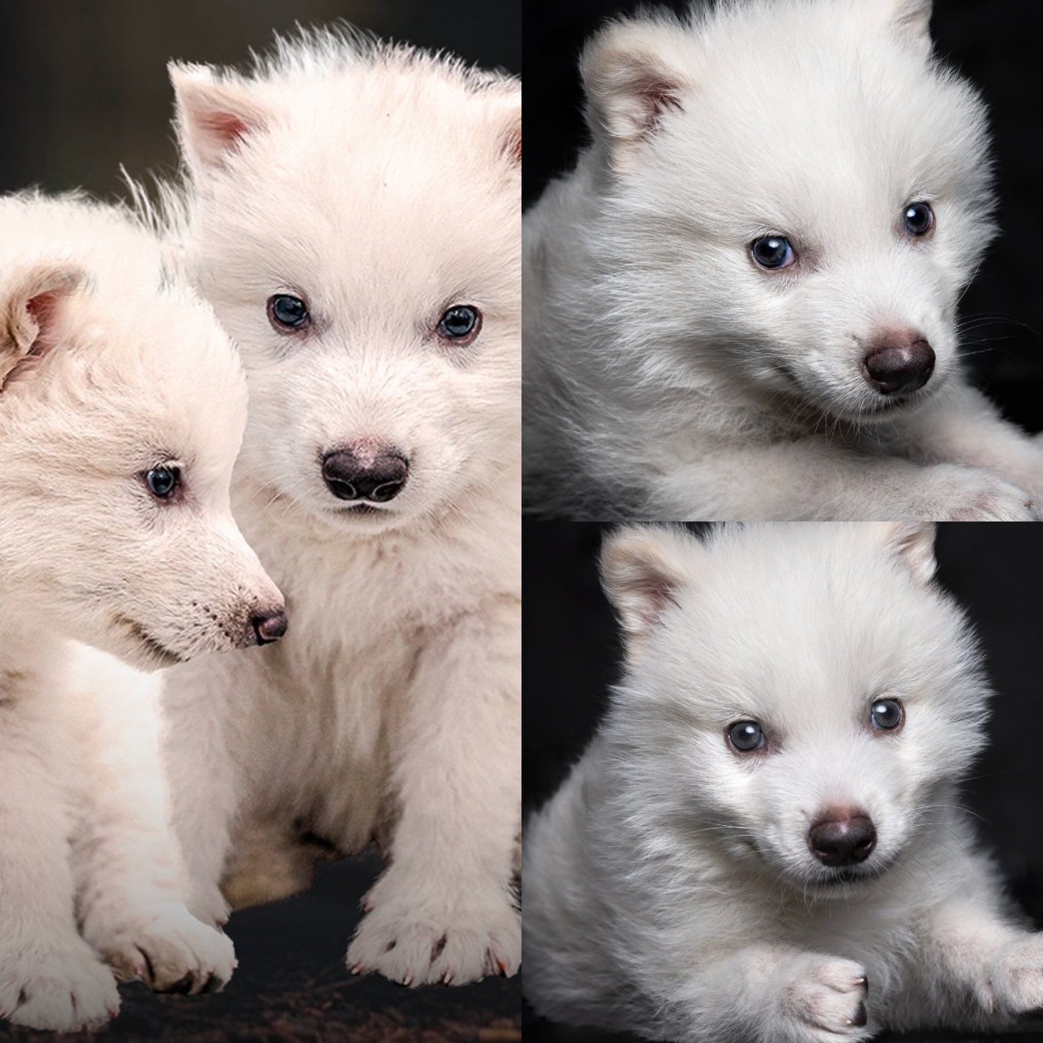 lobo terrible martha debayle